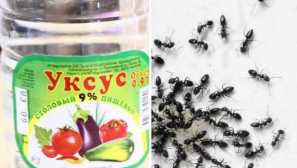 Jak se zbavit ants octa popis, efektivita, pravidla zpracování